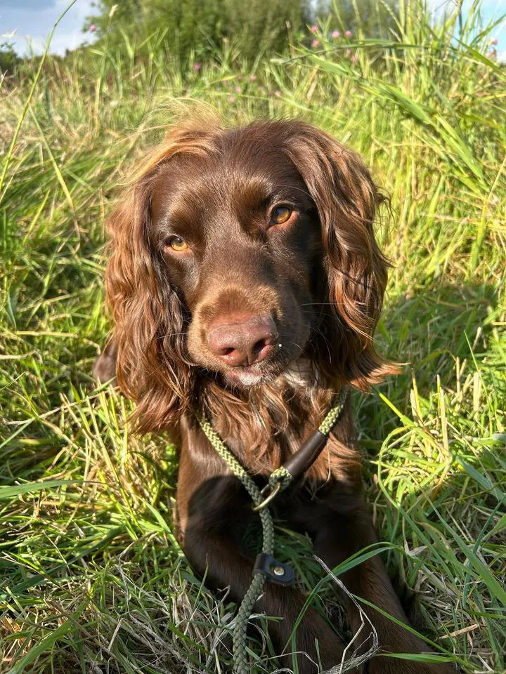 Handmade Traditional Gundog Slip Lead - Solid Brass and Leather with Black or Olive Nylon Rope