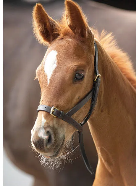 Leather Foal Slip